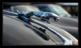 Jaguar.DNG-1